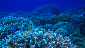 Sustainable Marine Fuels Coral