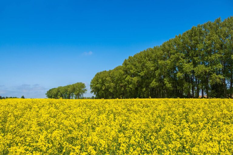 Lec Yellow Field And Trees Feedstock