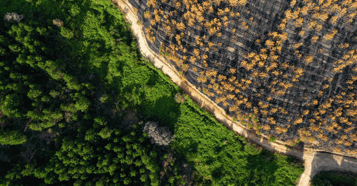 Aerial view of a forest showing a sharp contrast between green timber stands and a burned, restoration-priority area, illustrating how federal directives shape timber production and wildfire risk reduction
