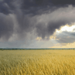 Farm field with storm clouds approaching, representing agricultural resilience and applied research supported by USDA AFRI funding.