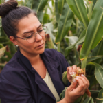 Agricultural genomics and phenomics research supported through the USDA AG2PI Research Grants program